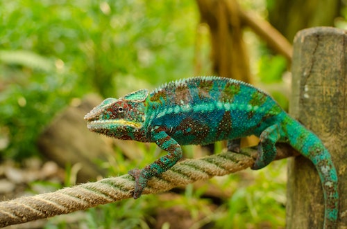 chameleon