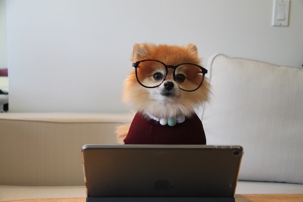 dog with glasses and necklace using a laptop